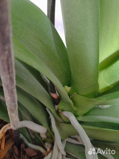 Орхидея фаленопсис Ред лип