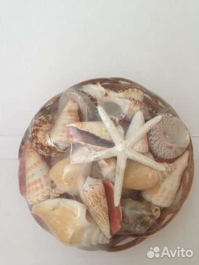 Набор ракушек