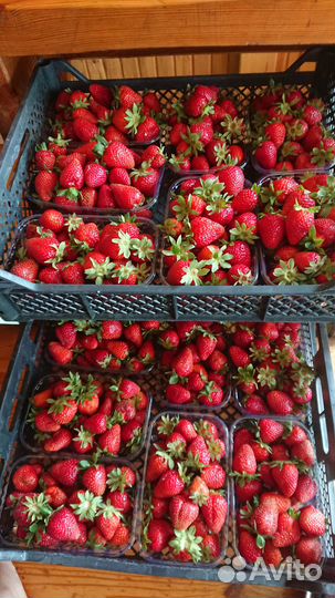 Земляника садовая