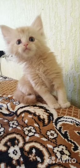 Котята мейн-кун