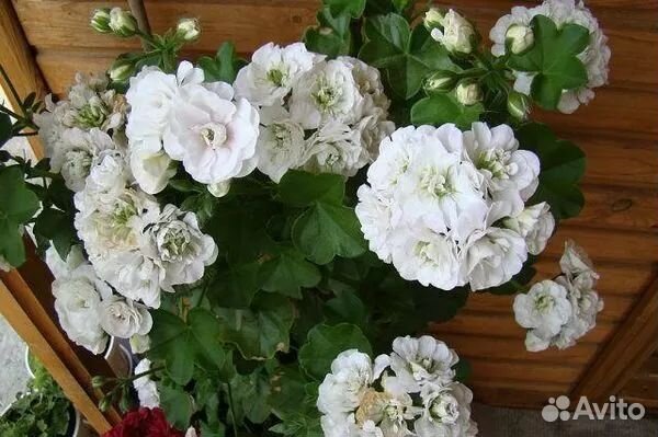 Герань пеларгония плющелистная