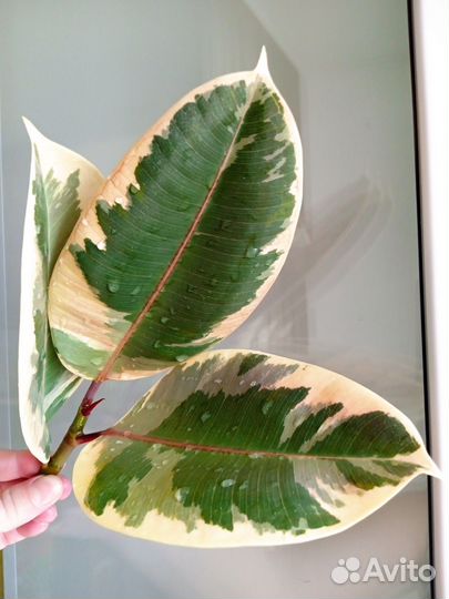 Фикус Эластика Тинеке