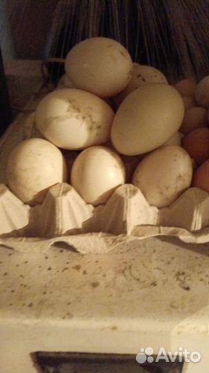 Яйцо индоутки