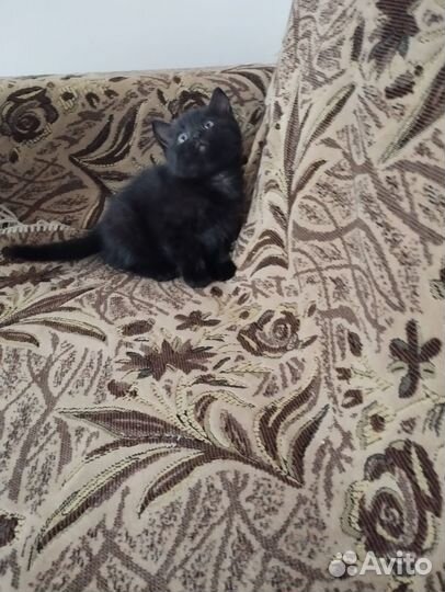 Отдам в добрые руки домашних игривых котят