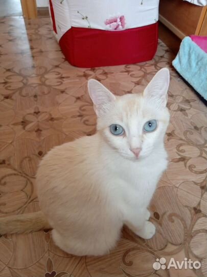 Кошка в дар бесплатно