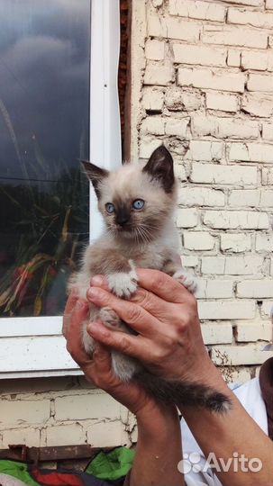 Котята в добрые руки бесплатно