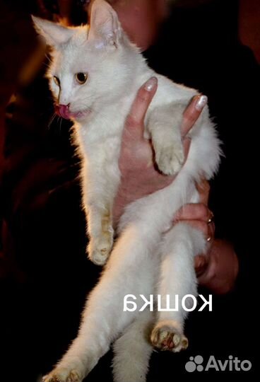 Кошек хотят усыпить