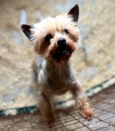 Йорк девочка