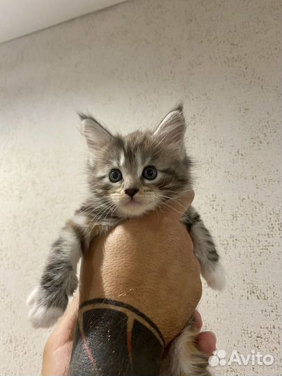 Котята мейн-кун