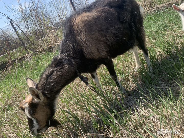 Коза с козлятами