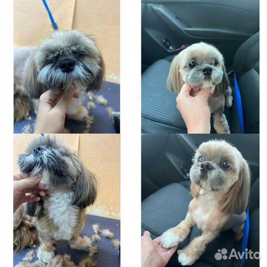 Грумер стрижка собак