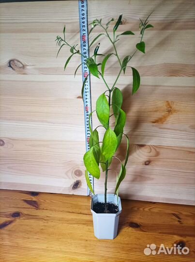 Острый перец чили