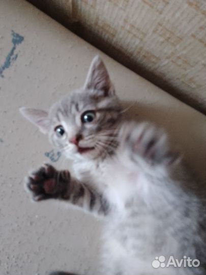 Котёнок в хорошие руки + лоток