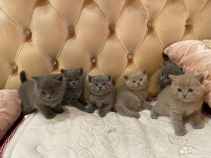 Чистокровные британцы