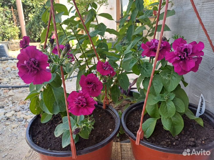 Петуния махровая в подвесном кашпо