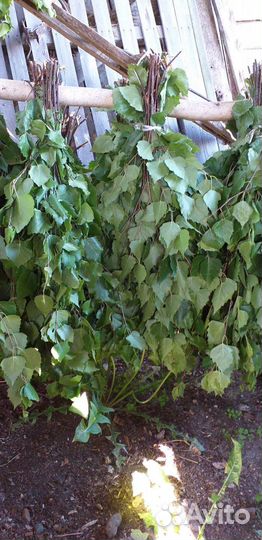 Березовые веники для бани