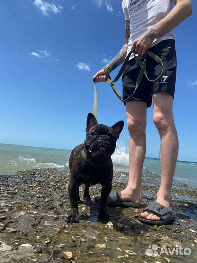 Вязка,французский бульдог