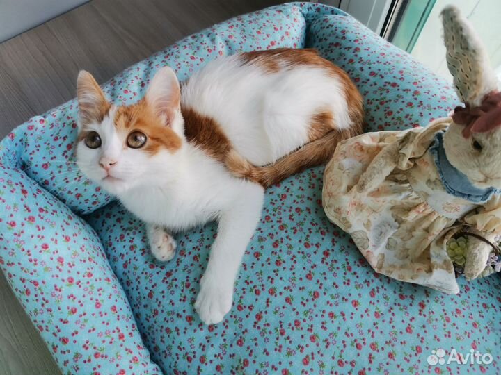 Кошка Крошка 2 месяца в дар