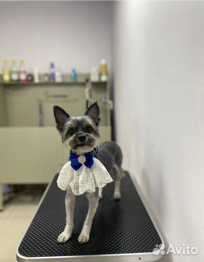 Грумер. Стрижка собак и кошек