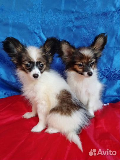 Щенки папийона (мальчики)