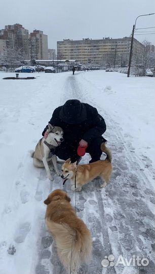 Передержка собак