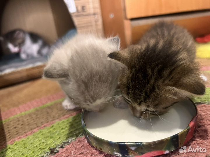 Котята в добрые руки даром