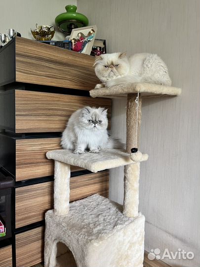 Девочка конфетка