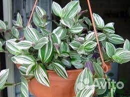 Традесканция Альба кустовая