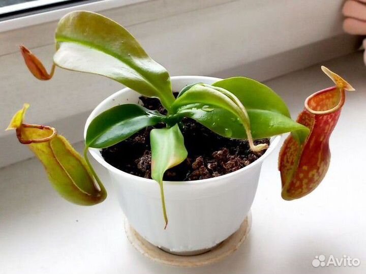 Непентес Гая