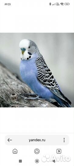 Возьму попугайчика