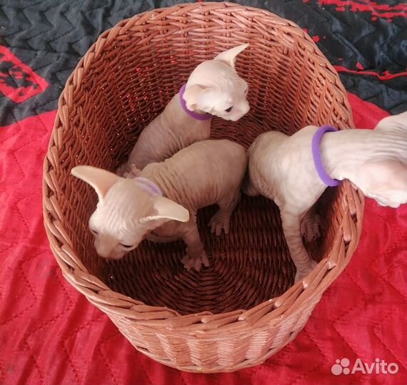 Канадский сфинкс