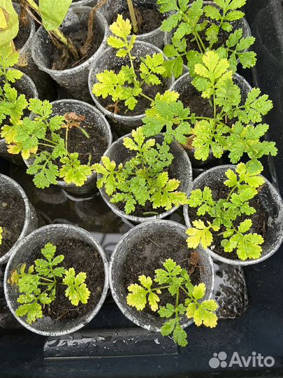 Пиретрум девичий