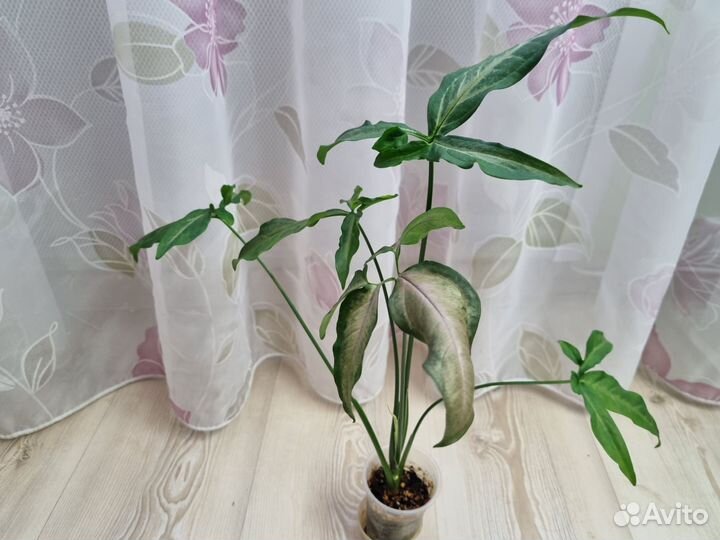 Сингониум, фикус