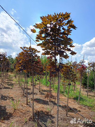 Красный клен, катальпа