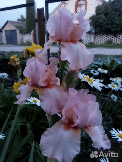 Ирисы бородатые сортовые