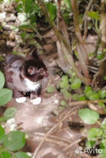 Котятам грозит гибель