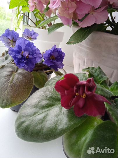 Фиалка в горшках