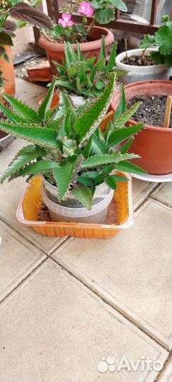 Каланхоэ лечебное