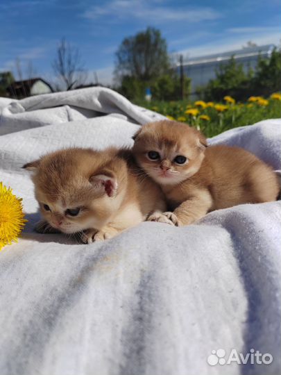 Шотландская кошечка