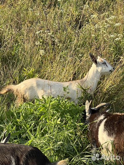 Козы и козлята