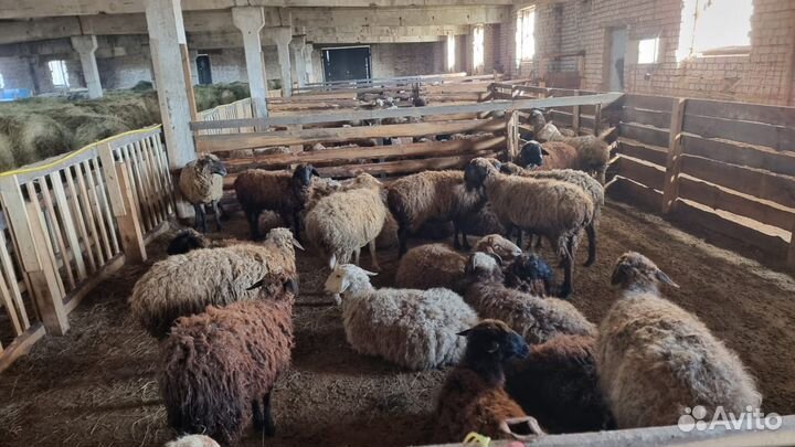 Продажа баранов и овец