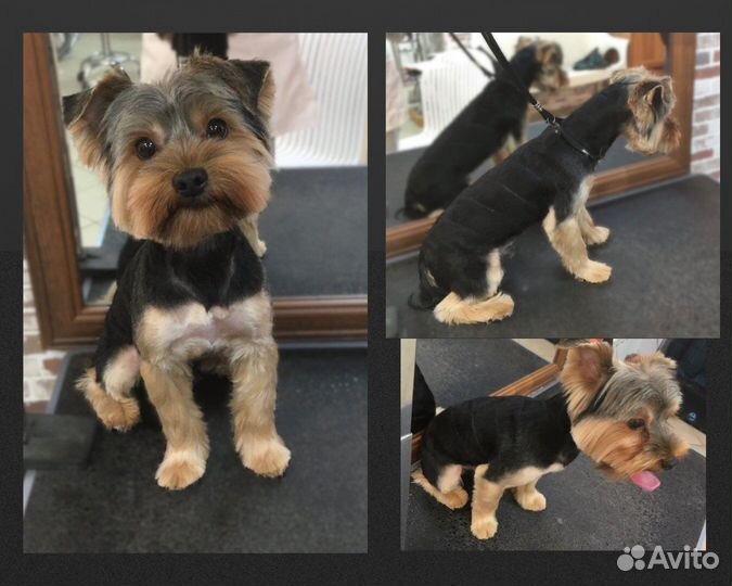 Стрижка собак, грумер