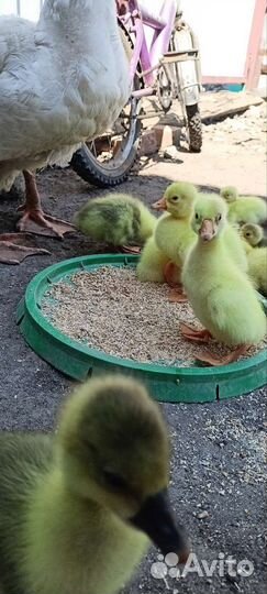 Гусята Линда и серые