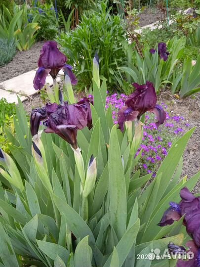 Ирисы, бадан, ромашка, арабис, обриэта