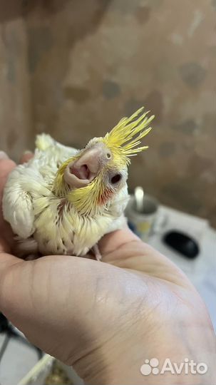 Попугаи Кореллы