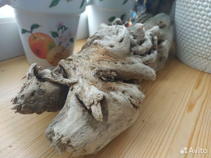 Коряга морская Кальмар Дрифтвуд