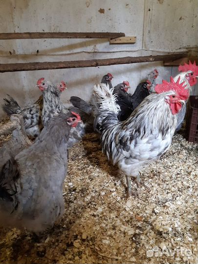 Куры.Инкубационное яйцо, Цыплята