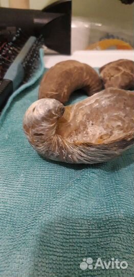 Окаменелости аммониты