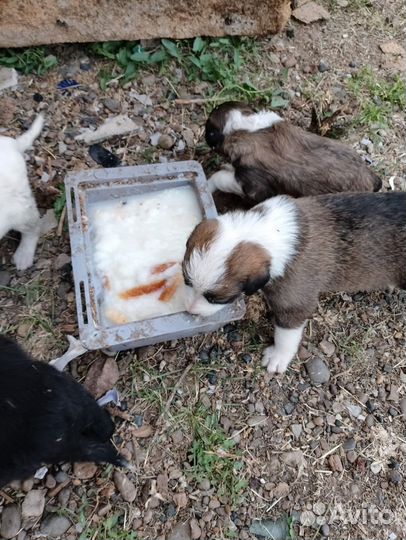 Щенок в добрые руки бесплатно
