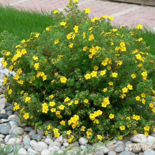 Лапчатка кустарниковая